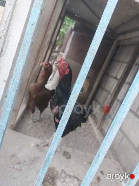 Heyratı fərələri — Bakı