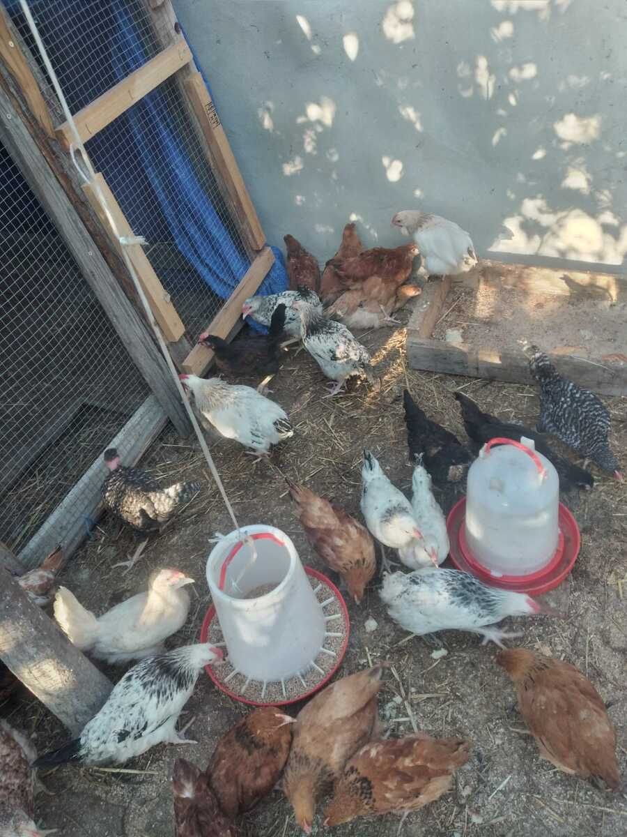 Cücələr — Quşlar, Bakı (2)
