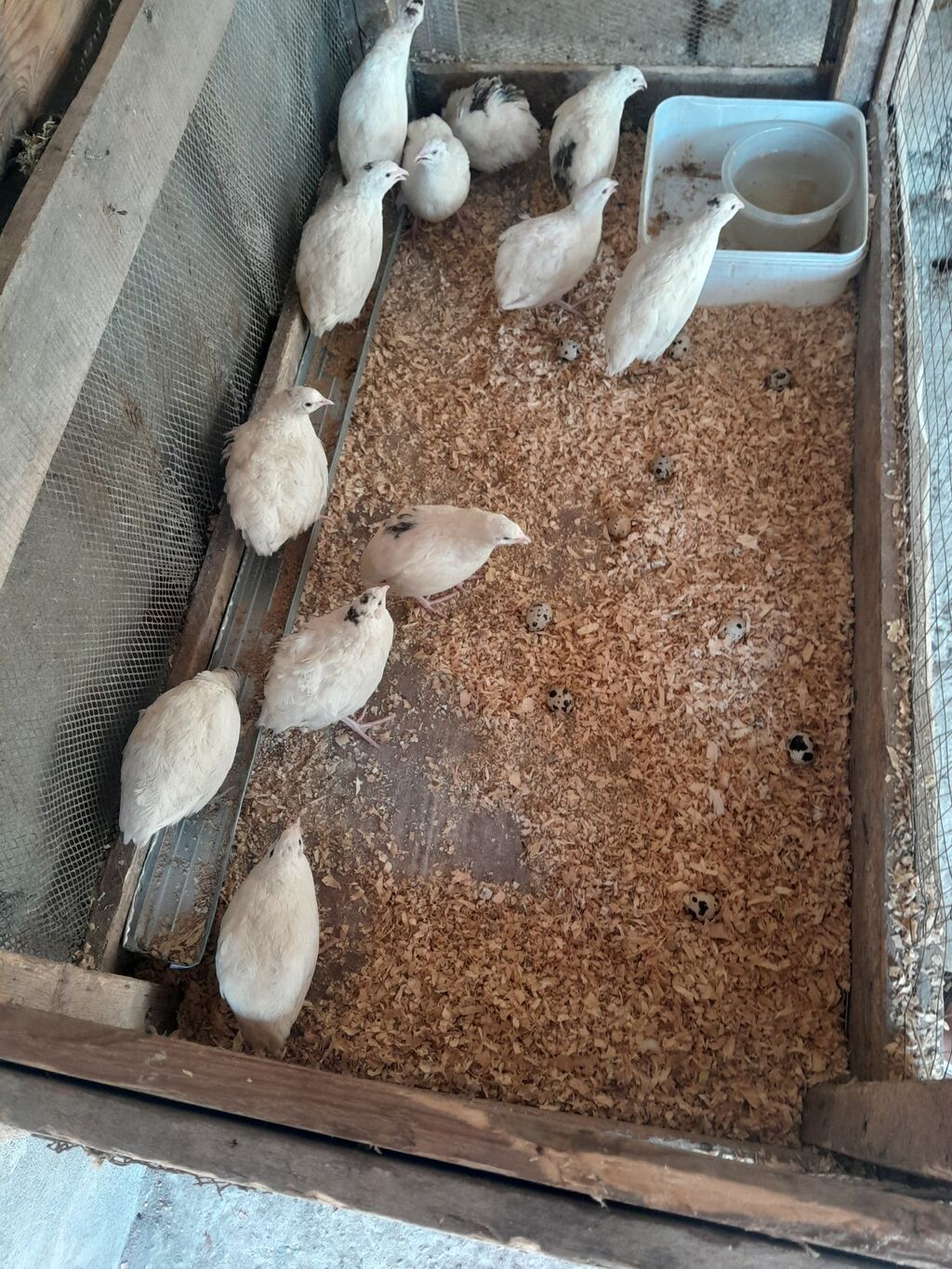 Ağ rəngli bıldırcınlar – yumurtaçı sürü - Növ: bıldırcın (ağ rəng — Digərləri, Mingəçevir (2)