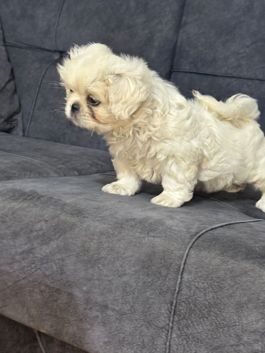 Pekines — Köpəklər, Bakı (7)
