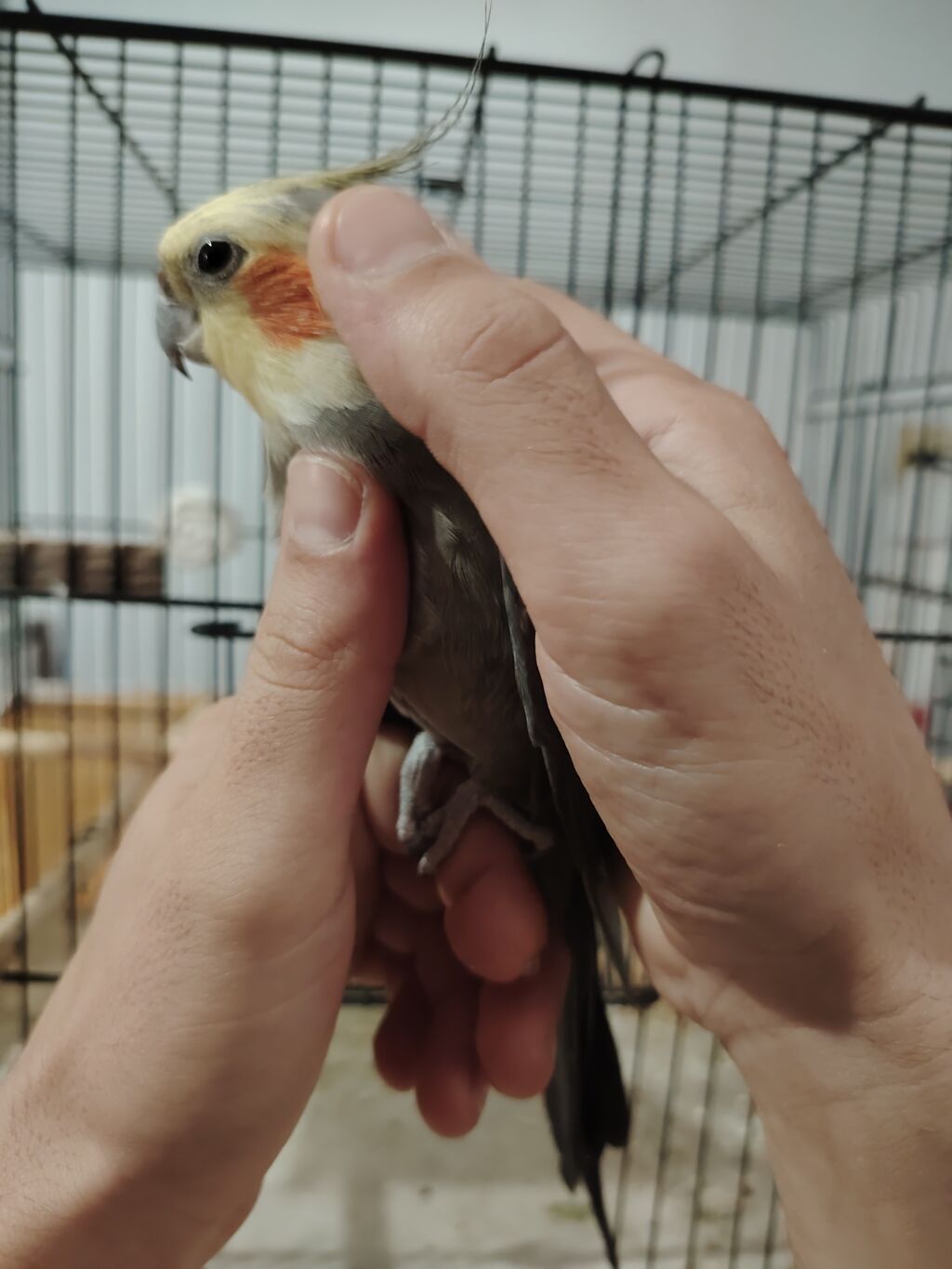 Karella Tutuquşu Tam sağlam erkəkdir Adı Paşadır 12, 13 aylıqdır — Digərləri, Digah (5)