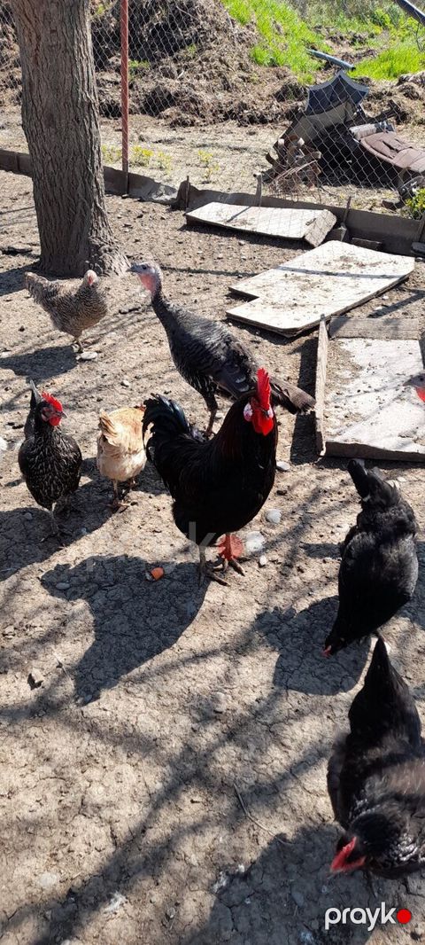 Mayalı kənd toyuğu yumurtaları