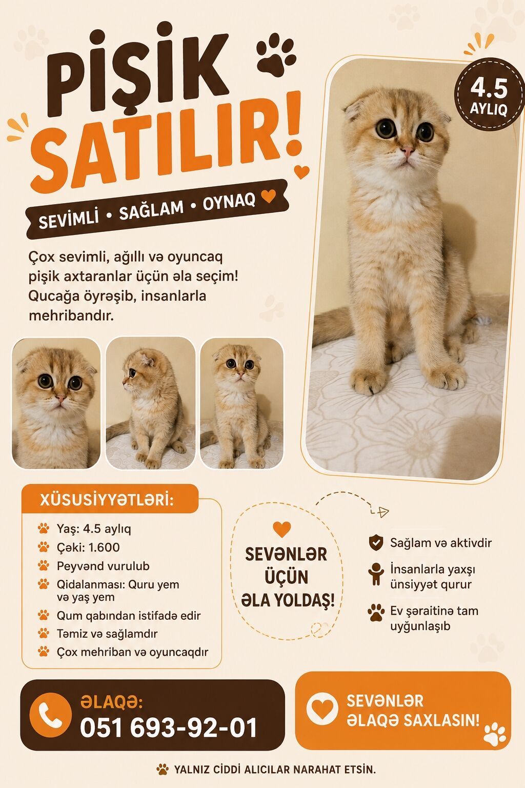 Şotland — Pişiklər, Lənkəran