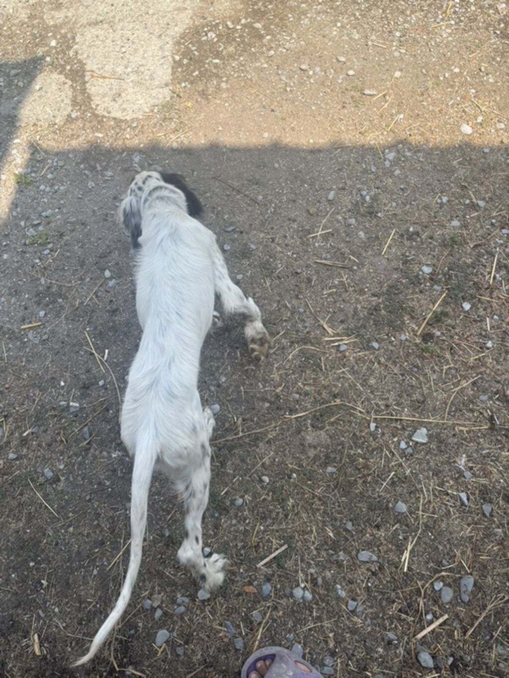 6 ay — Köpəklər, Göyçay (5)