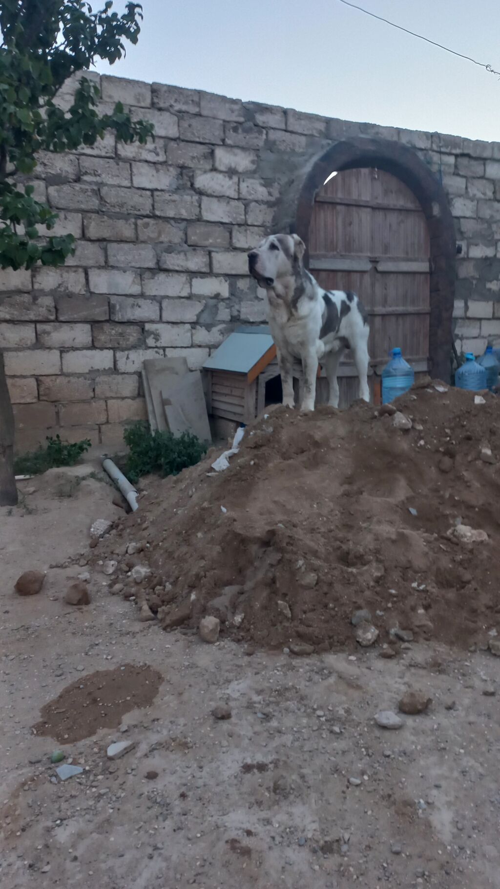 Alabay, 1 ay, Dişi — Köpəklər, Bakı (3)