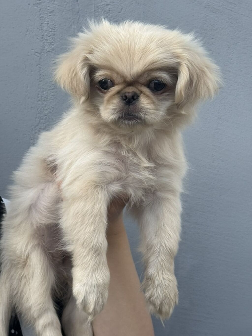 Pekines, 2 ay, Dişi — Köpəklər, Gəncə (2)