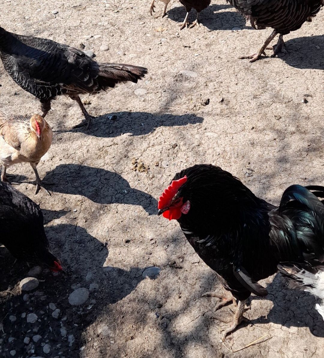 Mayalı kənd toyuğu yumurtaları — Quşlar, Xaçmaz (10)