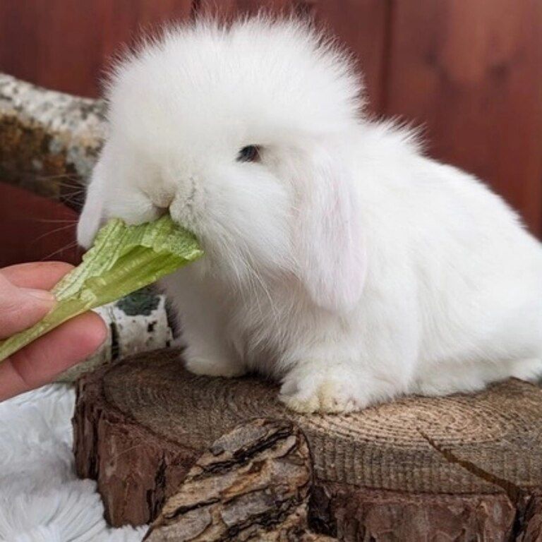 Mini lop dovşanı — Dovşanlar, Bakı (3)