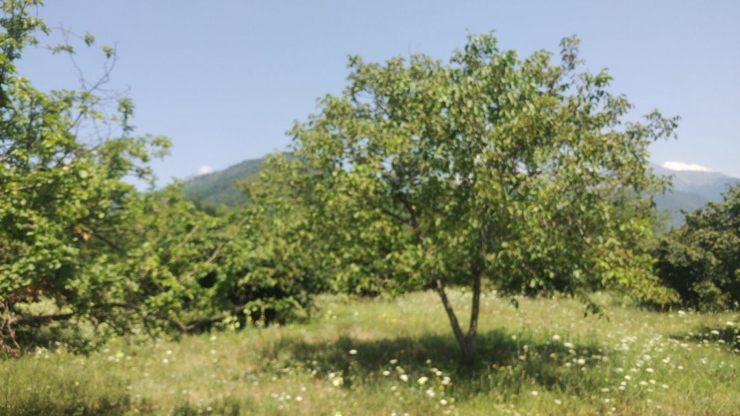 56 sot torpaq sahəsi, Qəbələ r — Torpaq, Qəbələ (4)