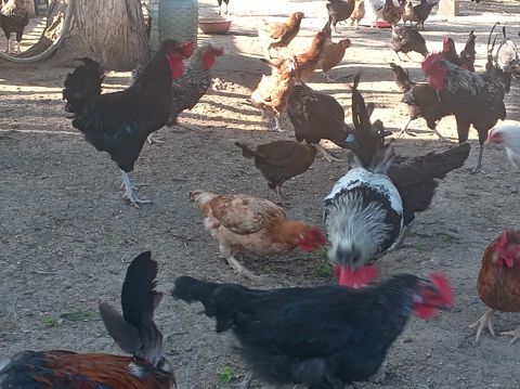Xoruzlar — Bakı