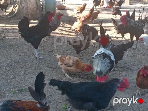 Xoruzlar — Bakı