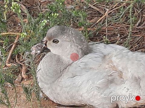 Salam Lavda disi satlir qiymeti music qoymusam unvan surxani rayonu — Digah