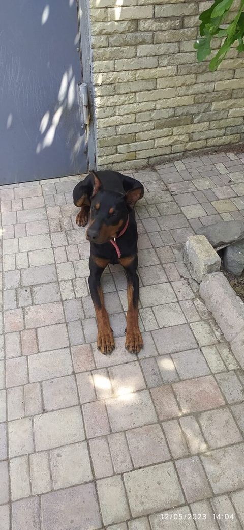 Dobermən — Bakı