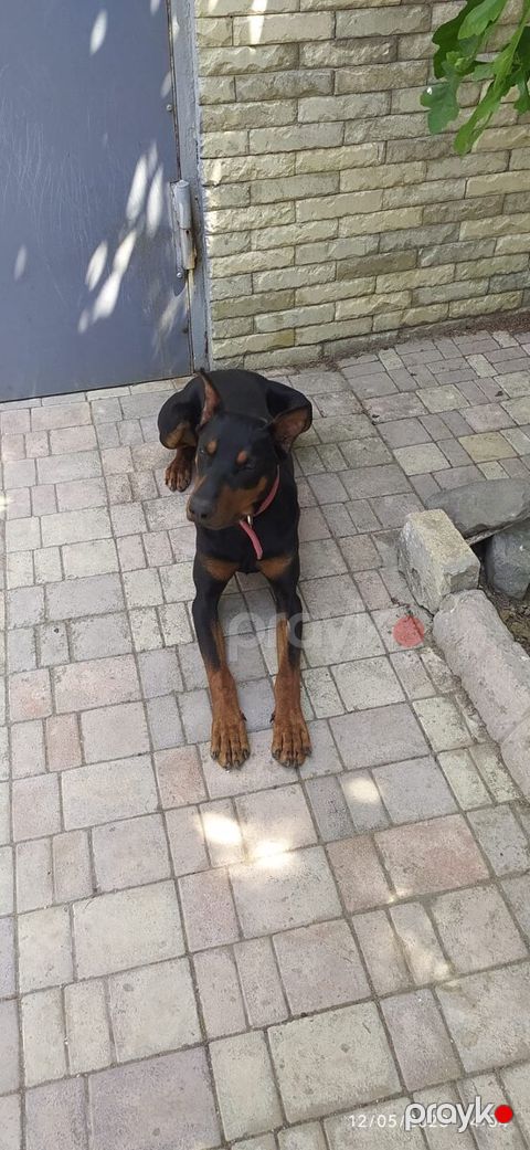 Dobermən — Bakı