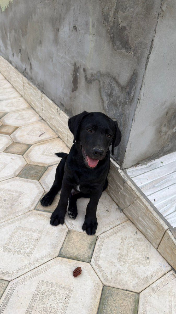 Labrador Retriver — Köpəklər, Mingəçevir (4)