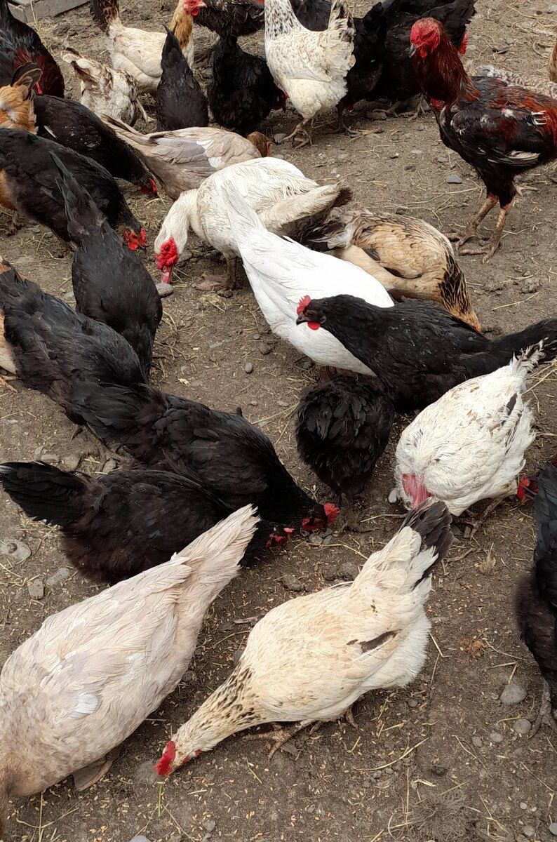 Mayalı kənd toyuğu yumurtaları — Quşlar, Xaçmaz (7)