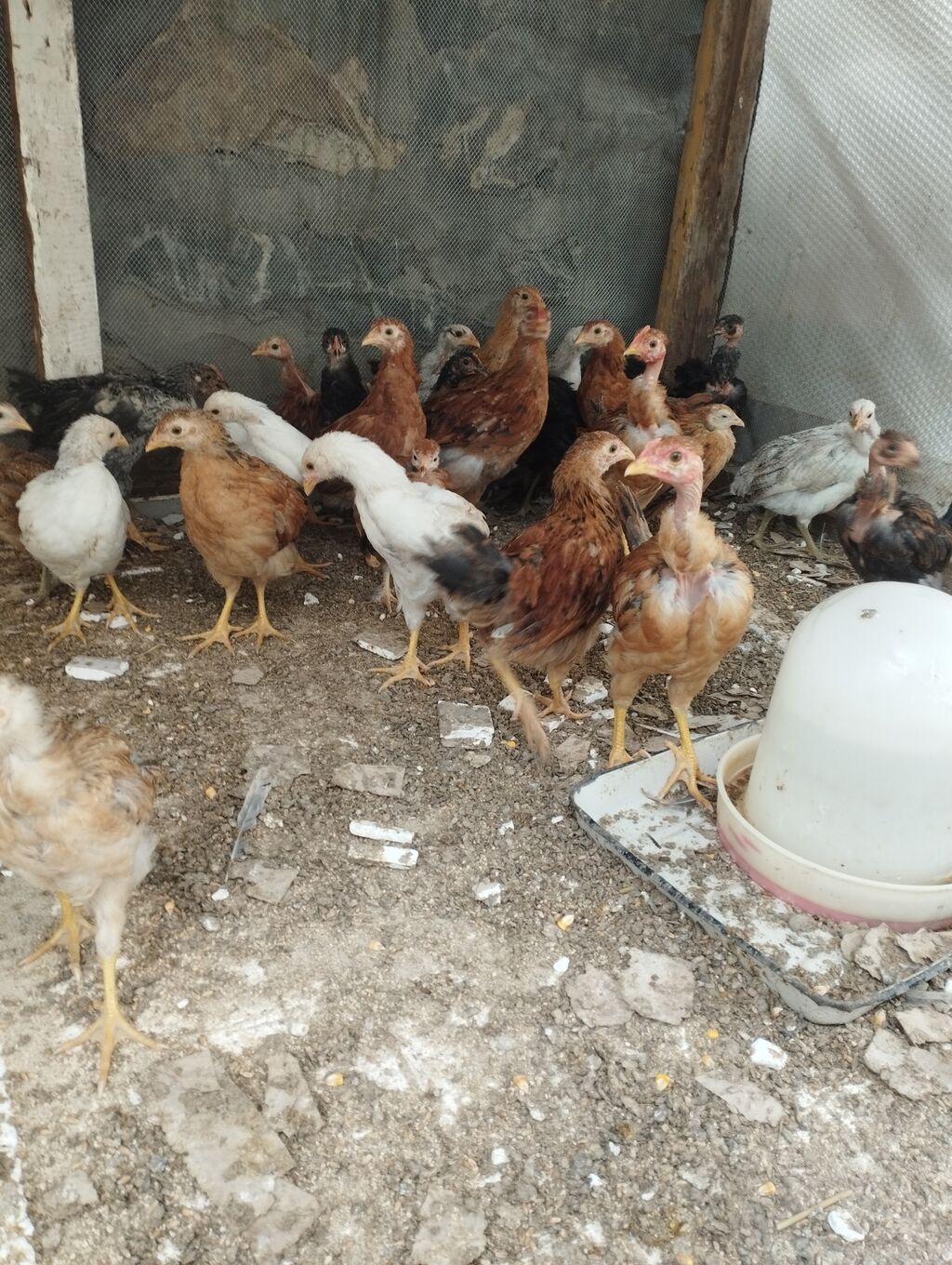 40gunluk colpalardi.Ozumuzde çıxıb. 30əded Ünvan Şəki — Digərləri, Şəki (3)