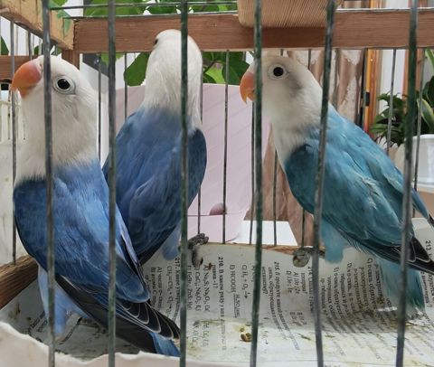 Salam fişer bala satılır yeni dən yeməyə başlayıb, ağ başlar — Sanqaçal