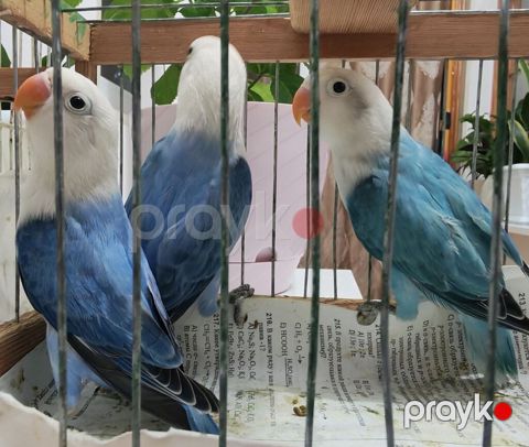 Salam fişer bala satılır yeni dən yeməyə başlayıb, ağ başlar — Sanqaçal
