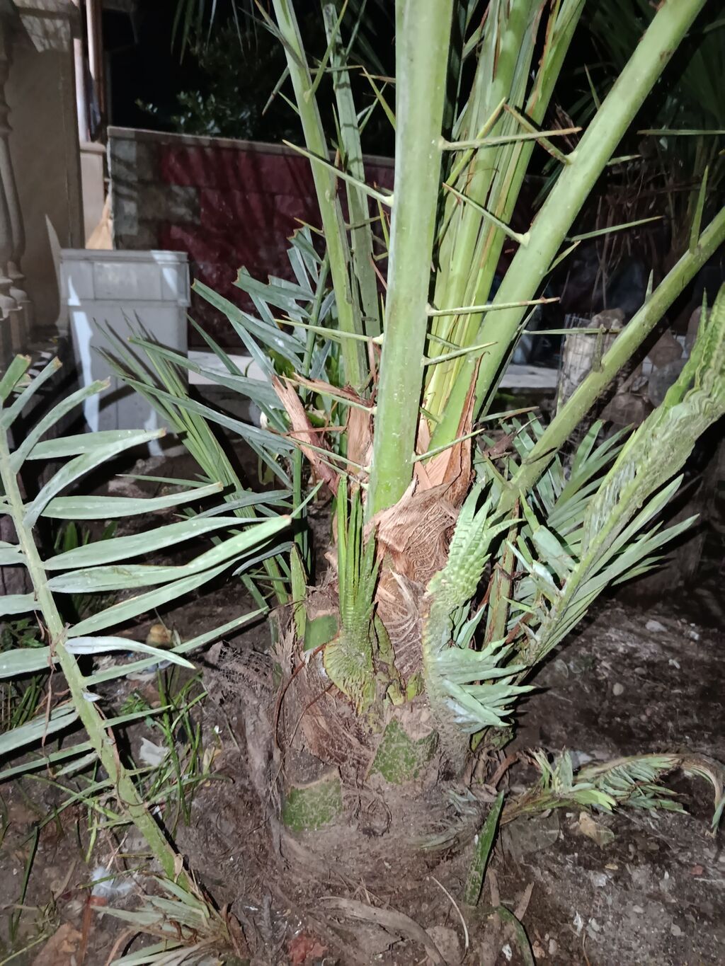 Xurma,Palma. hündürlüyü 2m yuxarı qiymət 300 azn — Ağaclar və fidan, Digah (3)