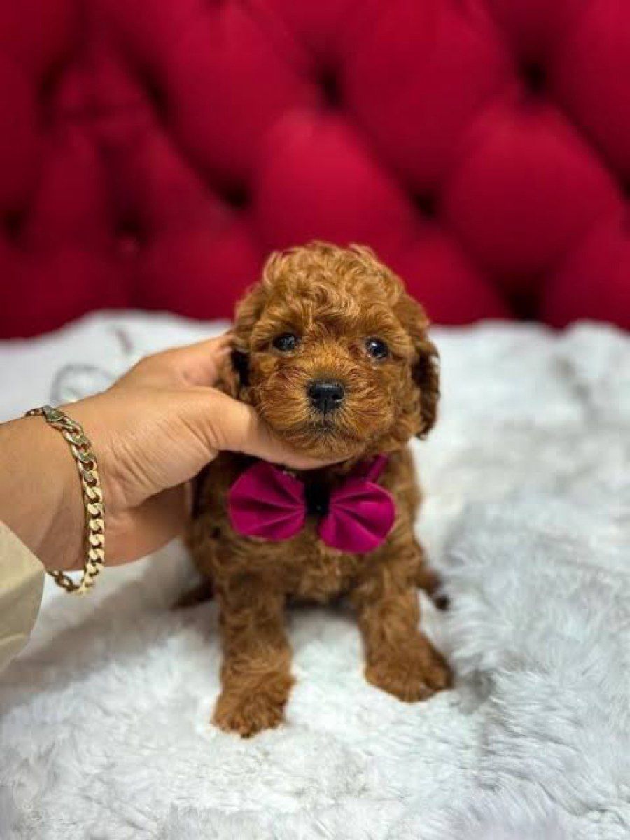 Micro Toy Poodle balaları — Köpəklər, Bakı (2)