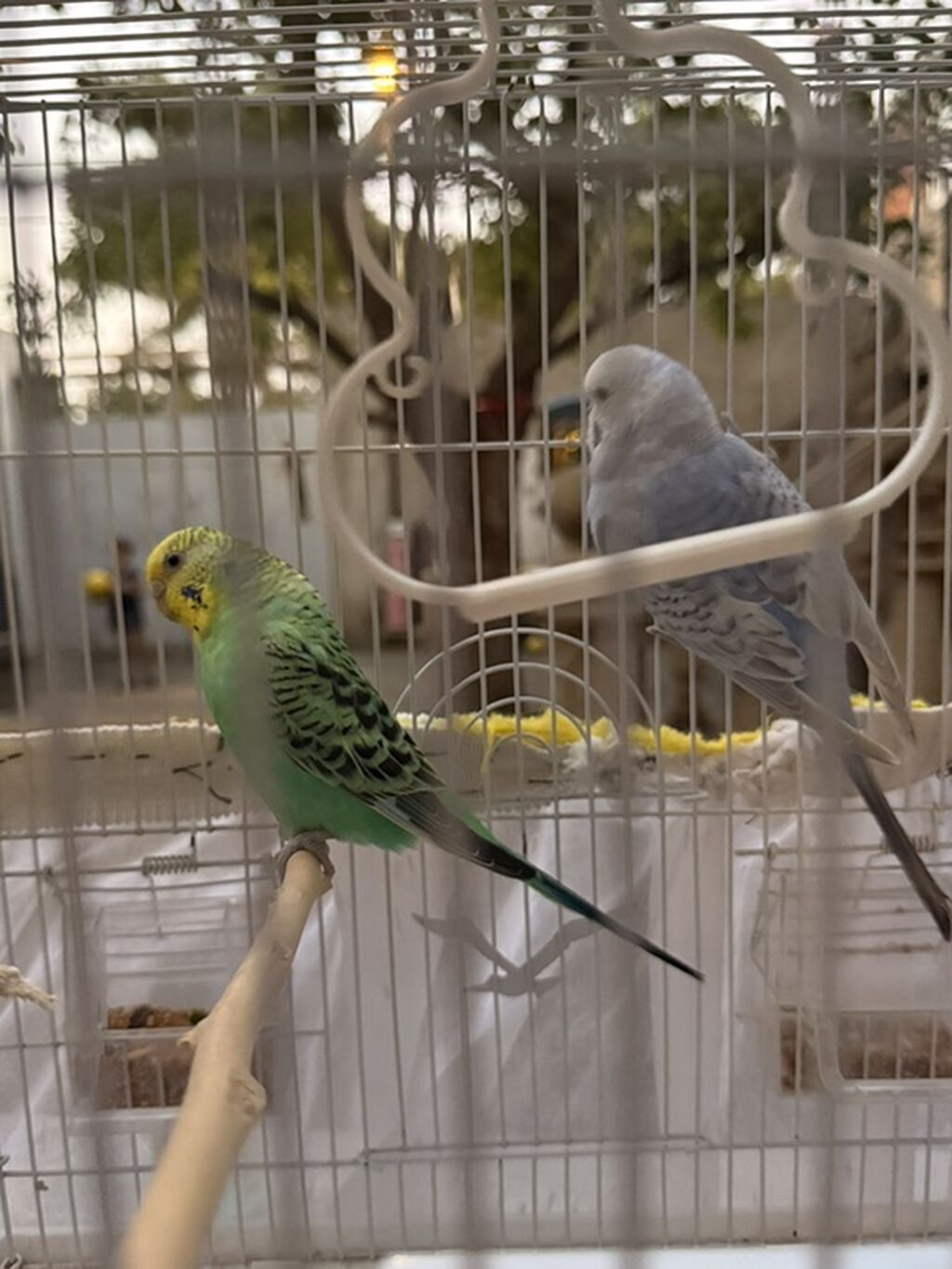 Məhsul: Dalmatian gözəllikdə iki dalğalı tutuquşu (budgerigar) və tam — Qəfəslər, Digah (2)
