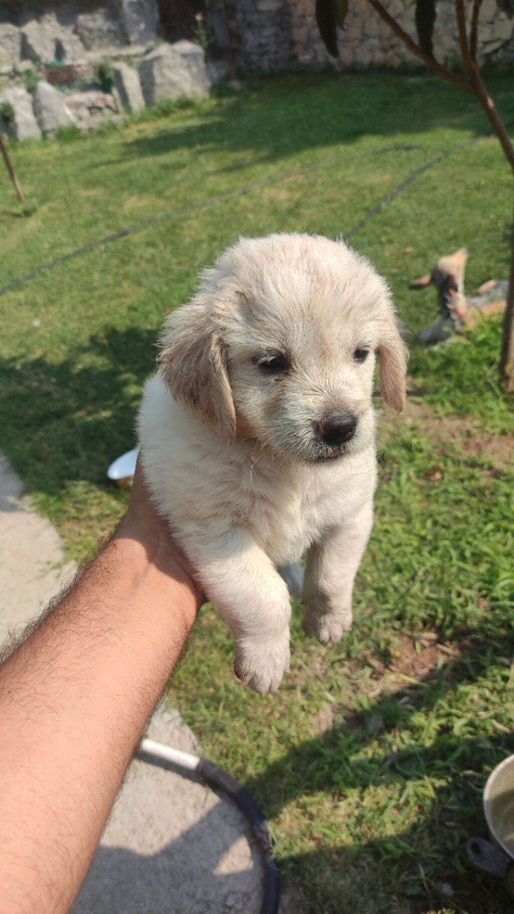 Retriever, 1 ay — Köpəklər, Gəncə (9)
