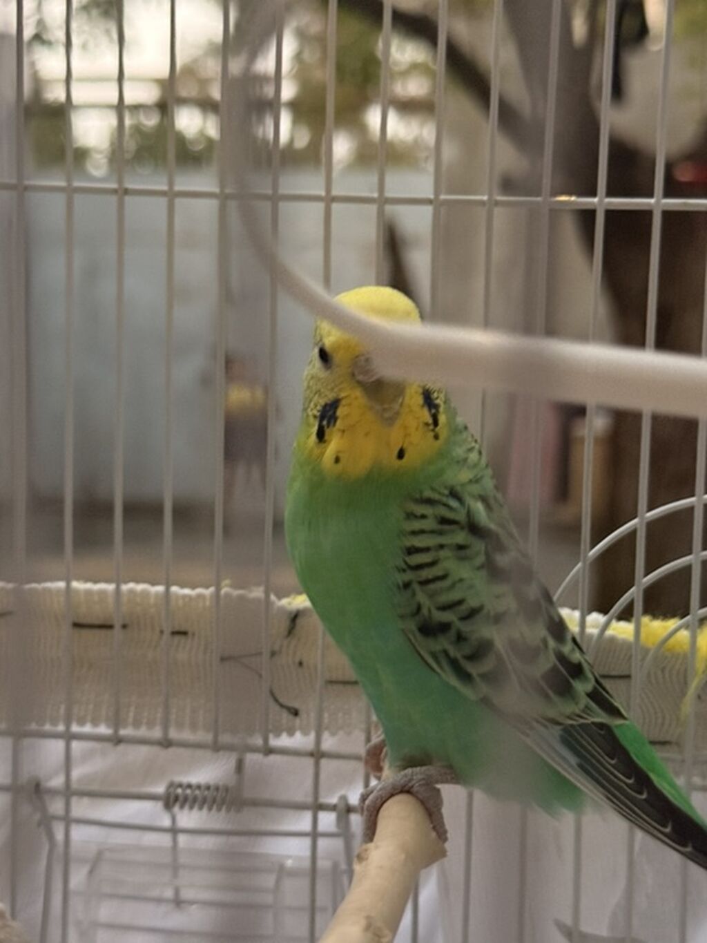 Məhsul: Dalmatian gözəllikdə iki dalğalı tutuquşu (budgerigar) və tam — Qəfəslər, Digah (3)