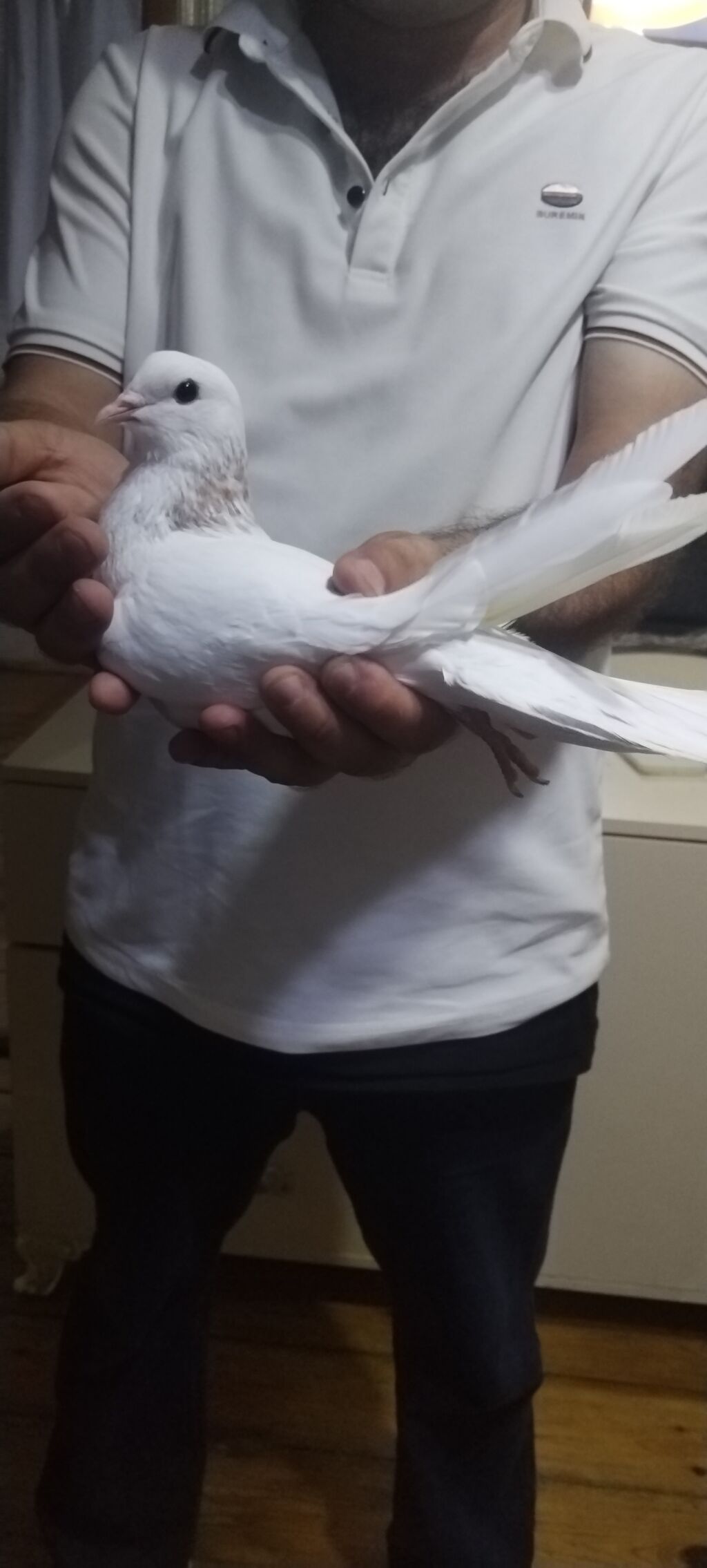 Ebres boyun erkeydi qozğin erkeydi qiymet 20 manat unvan gence — Göyərçin, Gəncə (2)