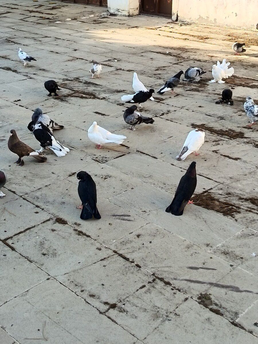 Göyərçin — Quşlar, Bakı (5)