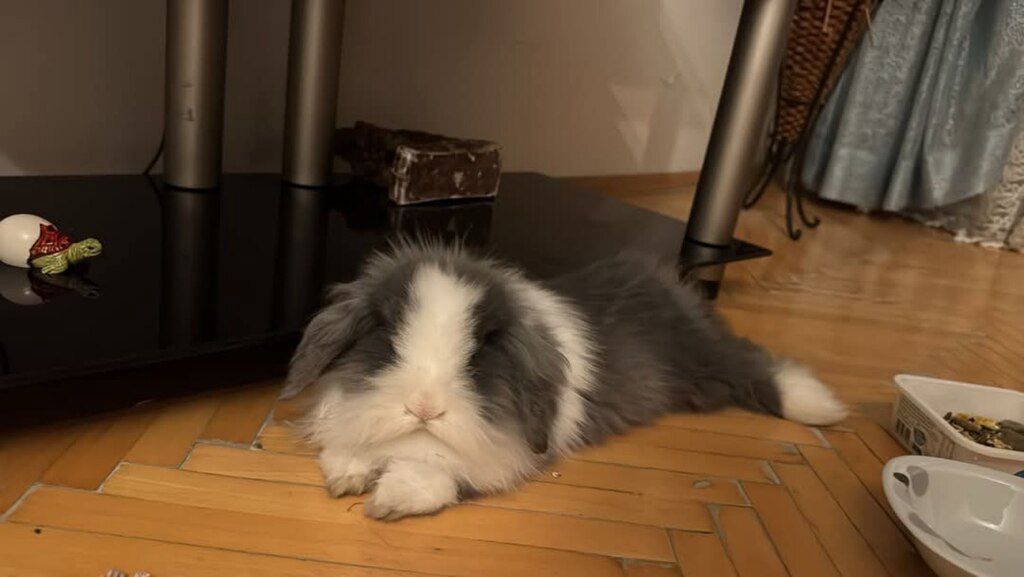 Mini lop dovşanı — Dovşanlar, Bakı (10)