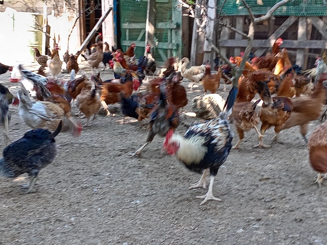 Xoruzlar — Quşlar, Bakı (12)