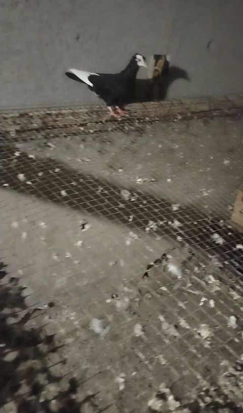 Ağ baş ağ qanat erkey baladi unvan gence — Gəncə