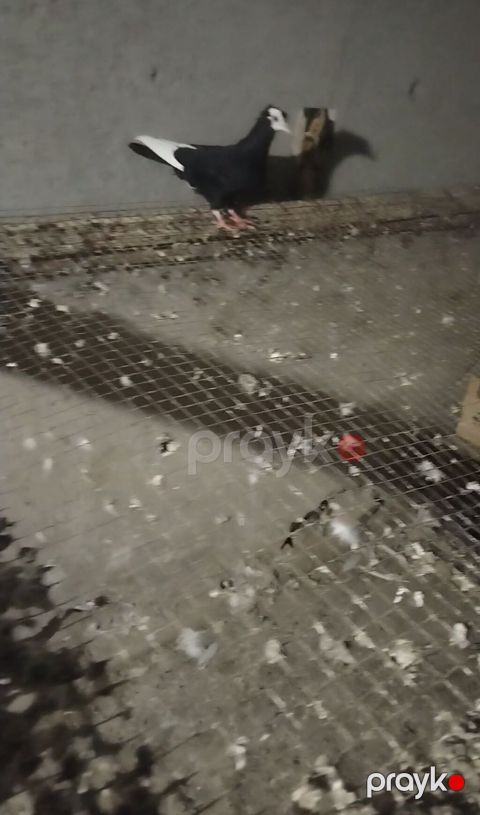 Ağ baş ağ qanat erkey baladi unvan gence — Gəncə