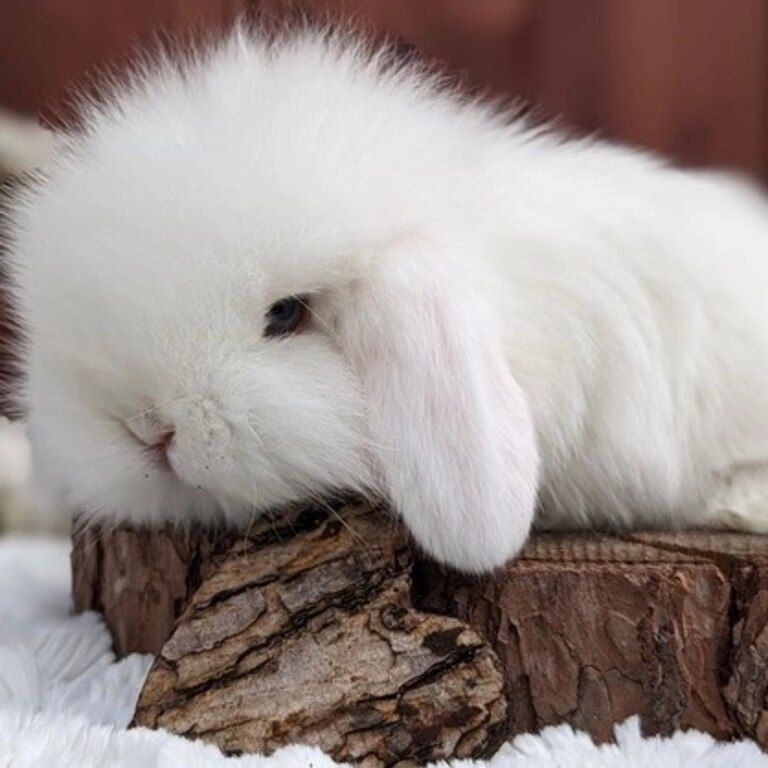 Mini lop dovşanı — Dovşanlar, Bakı (4)