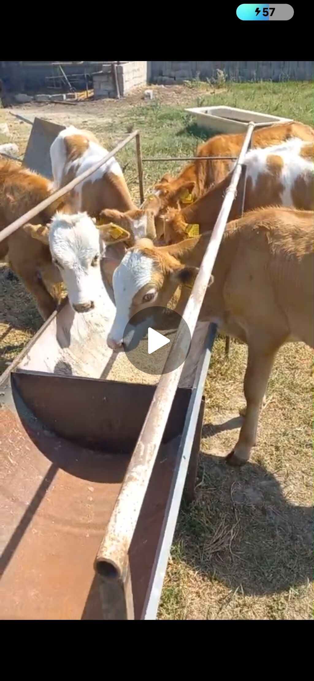Satılır: simmental tipli buzovlar - Növ: iribuynuzlu, ətlik istiqamət — Kənd təsərrüfatı heyvanları, Bakı (2)