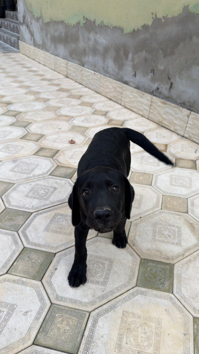 Labrador Retriver — Köpəklər, Mingəçevir (2)