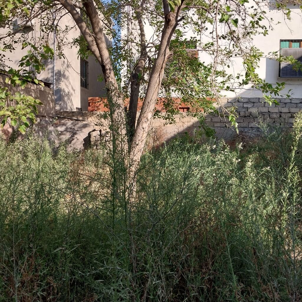 36 sot, Biznes üçün, Makler, Kupça (Çıxarış) — Torpaq, Bakı (5)