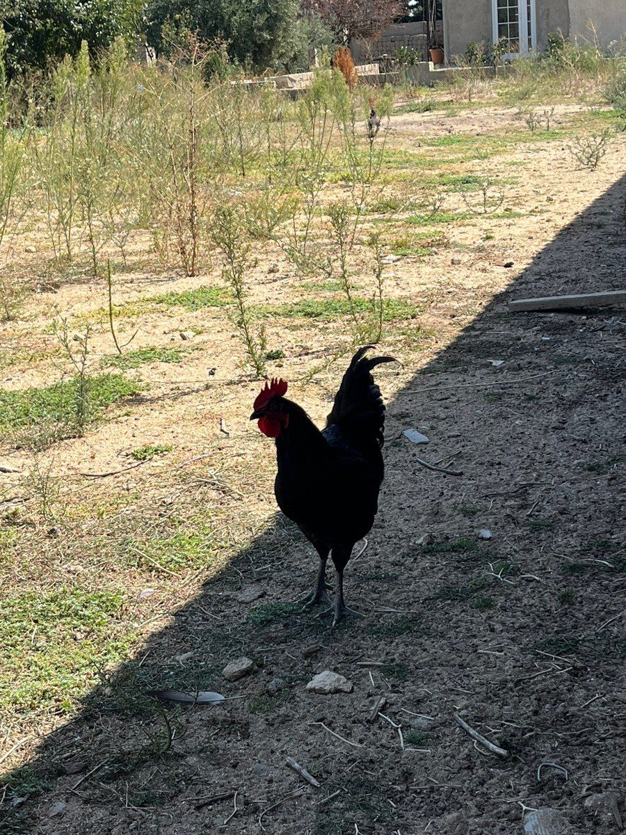Ördəklər — Quşlar, Bakı (11)