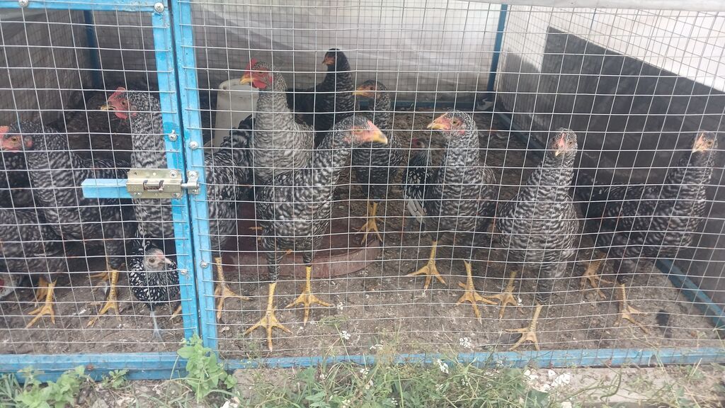 12 eded orginal xarkov colpalardi, toyuq altinda cixiblar inkubator — Toyuq və xoruz, Quba