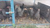 12 eded orginal xarkov colpalardi, toyuq altinda cixiblar inkubator — Chickens and roosters