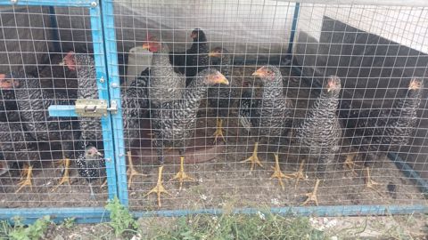 12 eded orginal xarkov colpalardi, toyuq altinda cixiblar inkubator — Quba