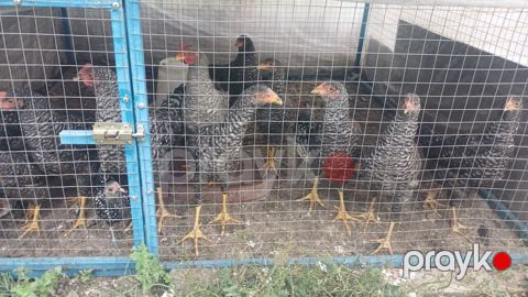 12 eded orginal xarkov colpalardi, toyuq altinda cixiblar inkubator — Quba