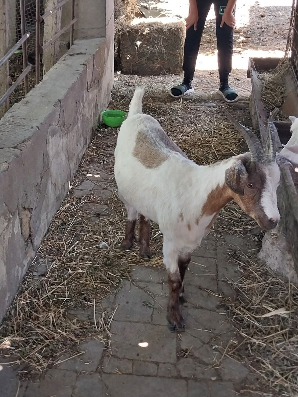 Subay çəpişdi super kökdü həm damağlığ həmdə əltik üçün əladı — Kənd təsərrüfatı heyvanları, Novxanı (5)