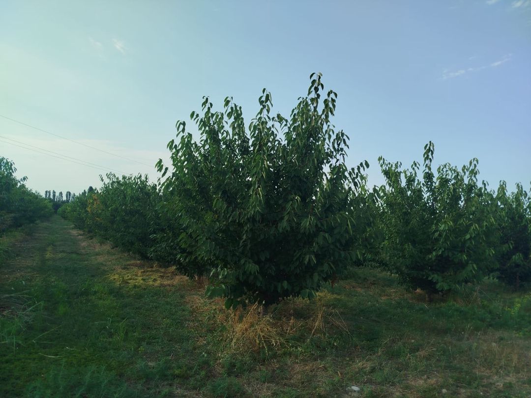 85 sot torpaq sahəsi, Qusar r — Torpaq, Qusar (7)