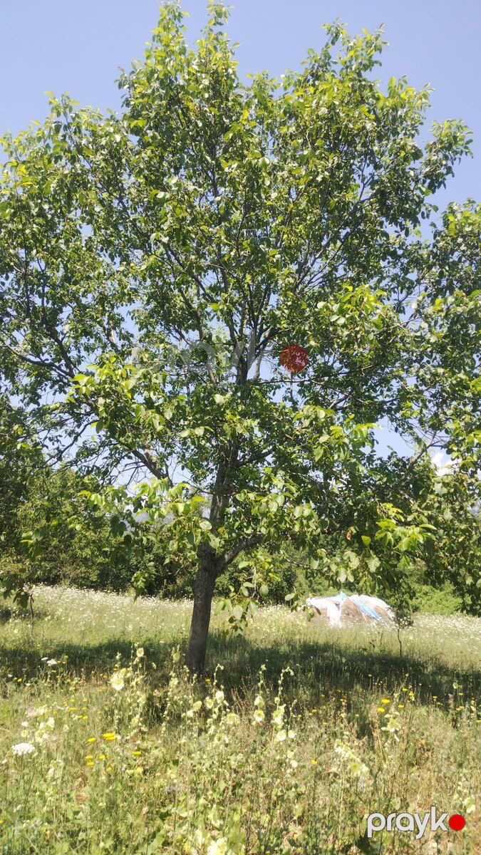 Satılır torpaq 56 sot — Torpaq, Qəbələ (4)