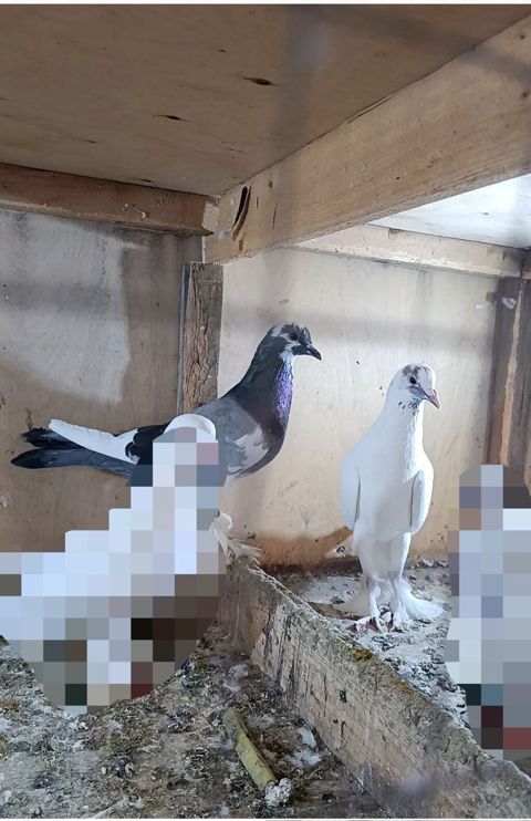 Qüvvətli və baxımlı ev göyərçinləri dəsti - Növ: ev göyərçinləri — Digah