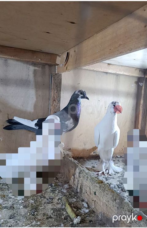 Qüvvətli və baxımlı ev göyərçinləri dəsti - Növ: ev göyərçinləri — Digah