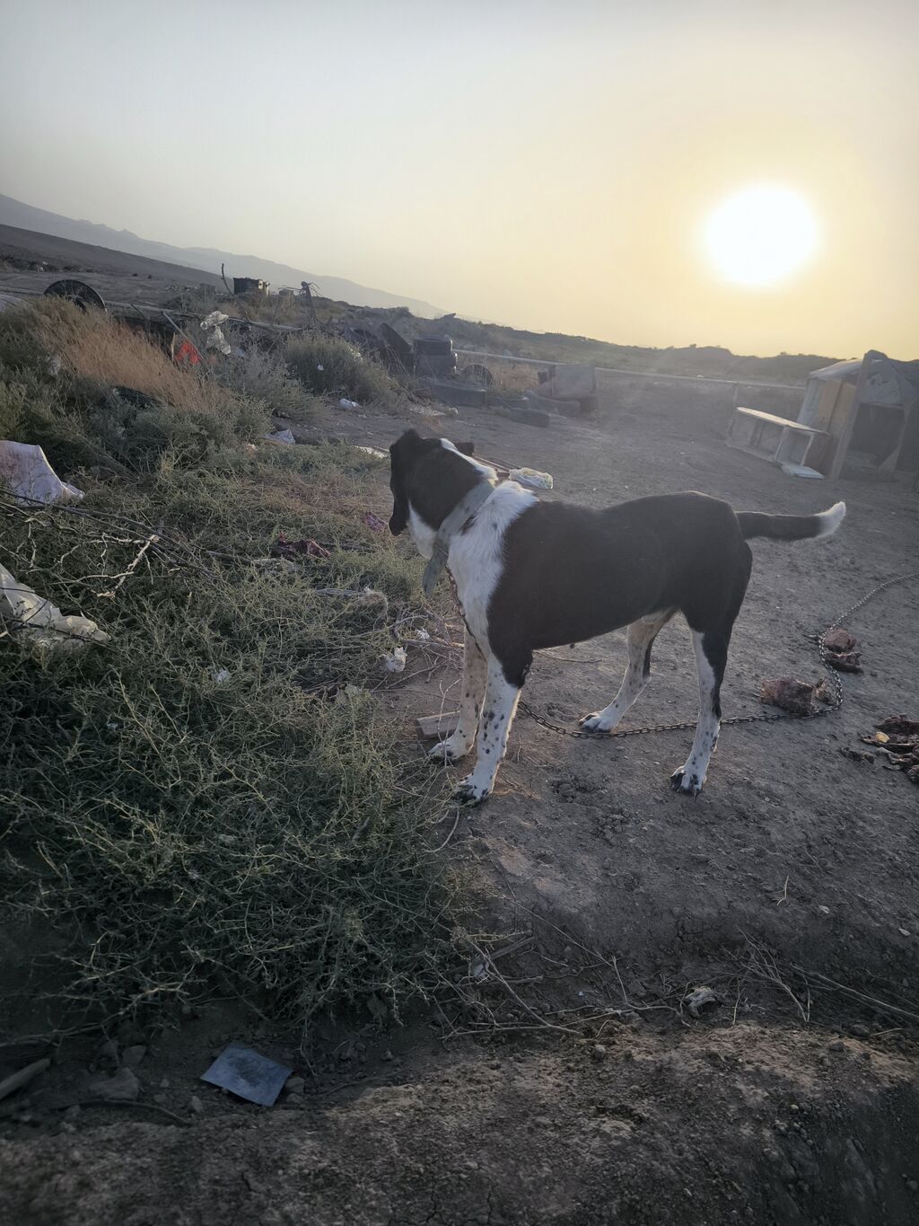 It.3yaşı.var.xloka 80. çəki bilmirəm.çəjməmş. barter.var — Köpəklər, Güzdək (2)