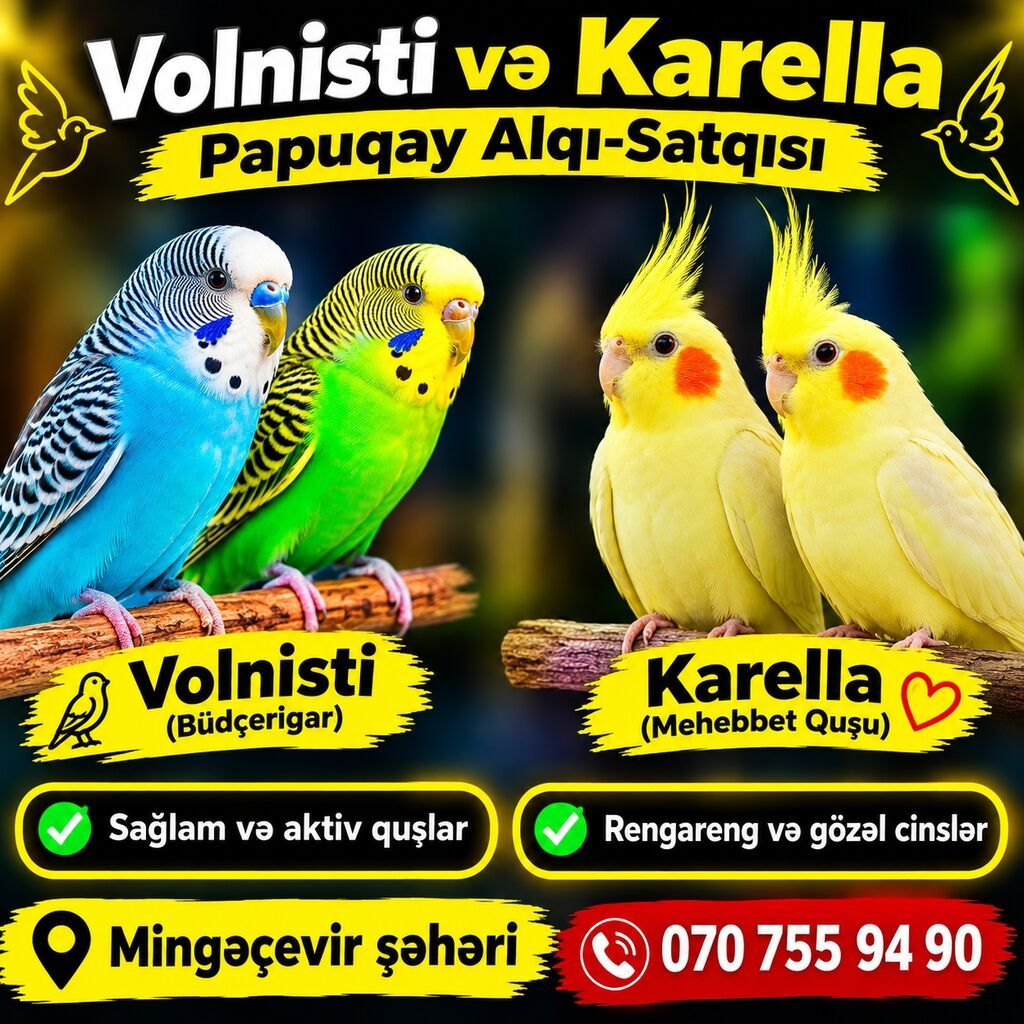 Volnisti (büdcəqar) və Karella (məhəbbət quşu) papuqayları - Sağlam — Tutyun papağayı, Mingəçevir